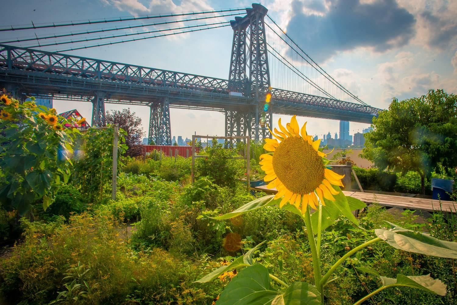 Photo - 9 ways to be eco warrior nyc sunflower bridge garden plants